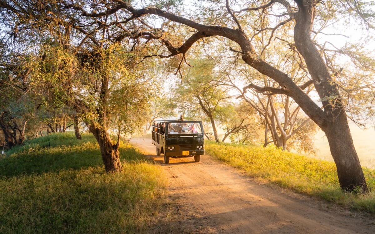 Canter im Ranthambore Nationalpark für Safaris
