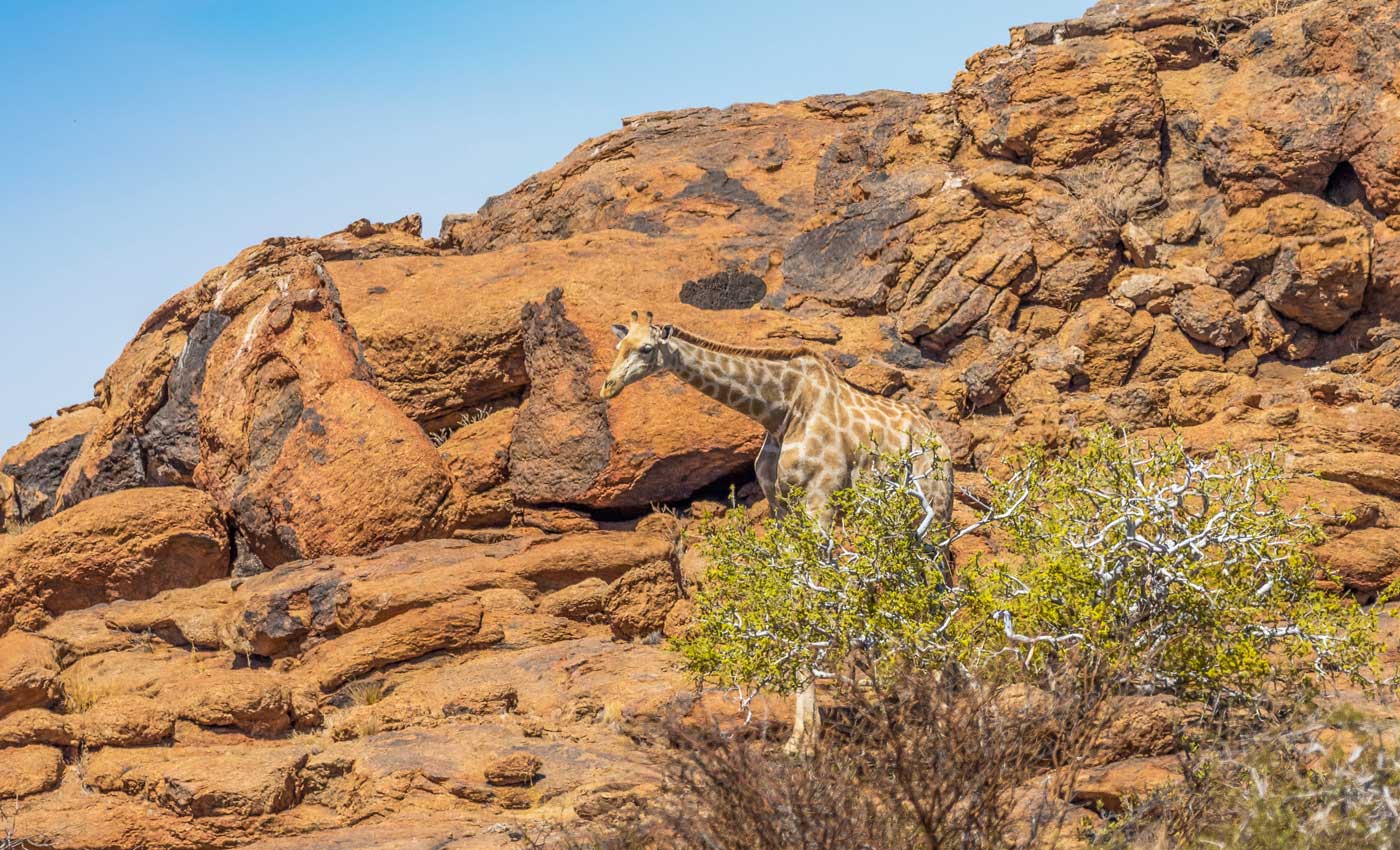 Giraffe im Augrabies Falls National Park
