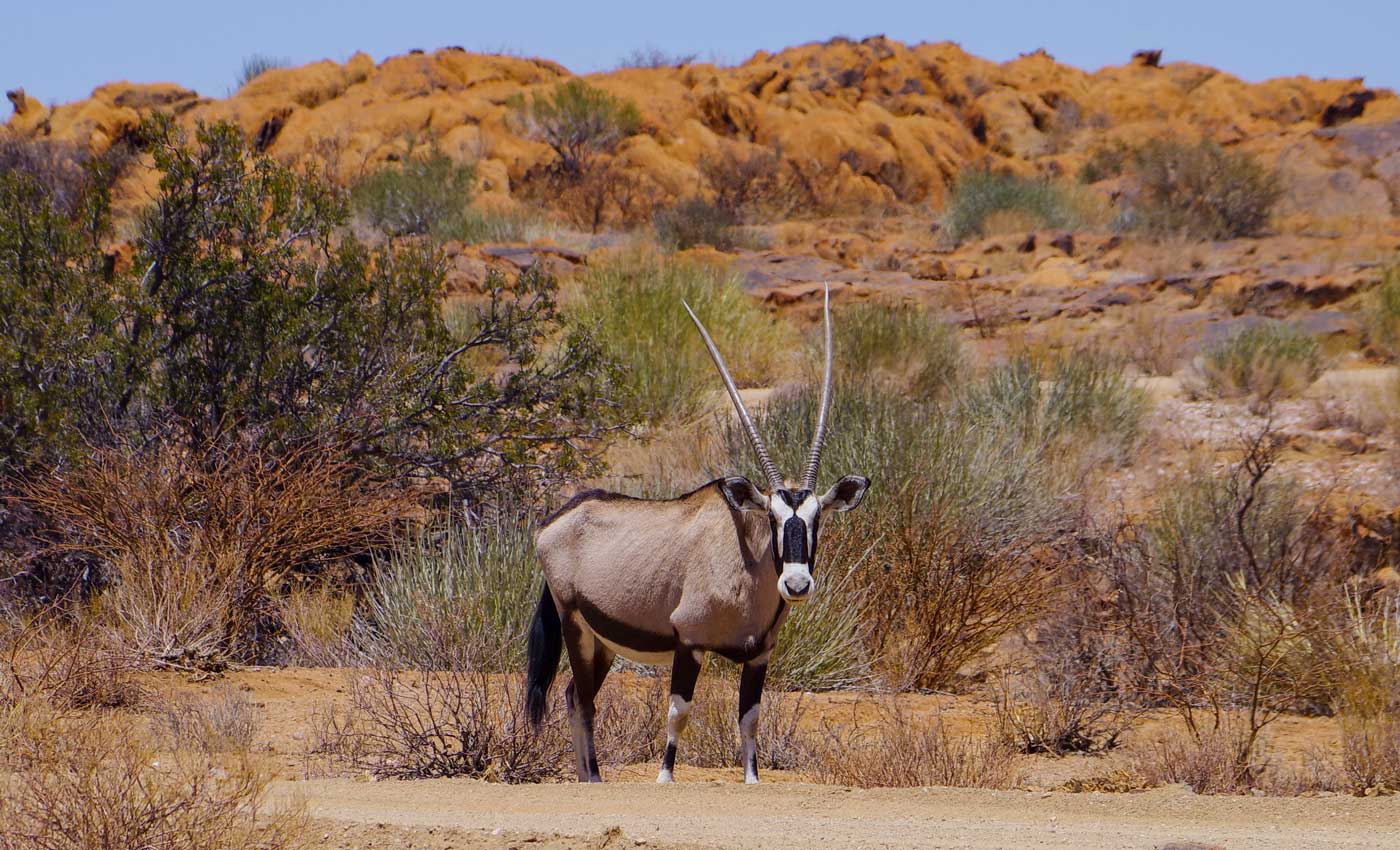 Oryx im Augrabies Falls National Park in Südafrika.