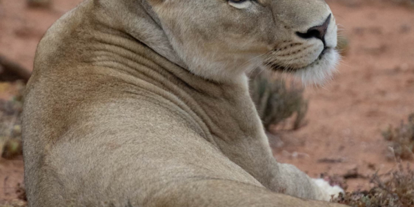 Löwin chillt im Mont Eco Game Reserve