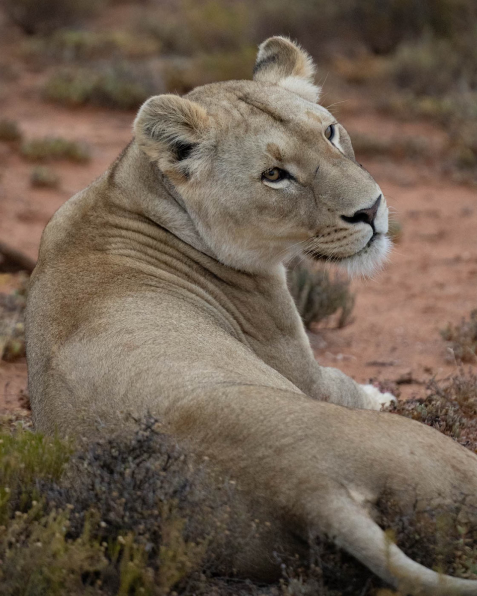 Löwin chillt im Mont Eco Game Reserve