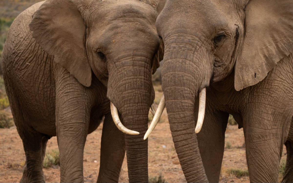 Elefanten im Mont Eco Game Reserve