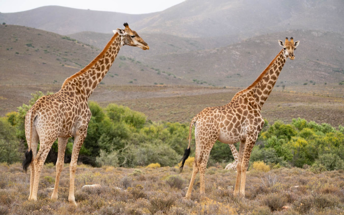 Giraffen im Mont Eco Game Reserve