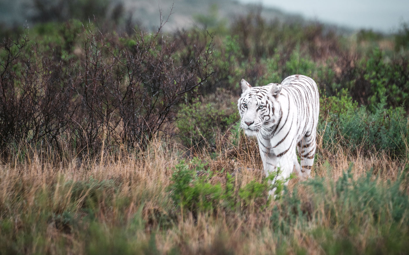 Tiger Canyon Private Game Reserve Südafrika weißer Tiger